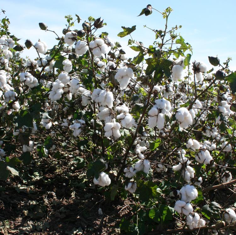 NASS adjusts cotton production forecast